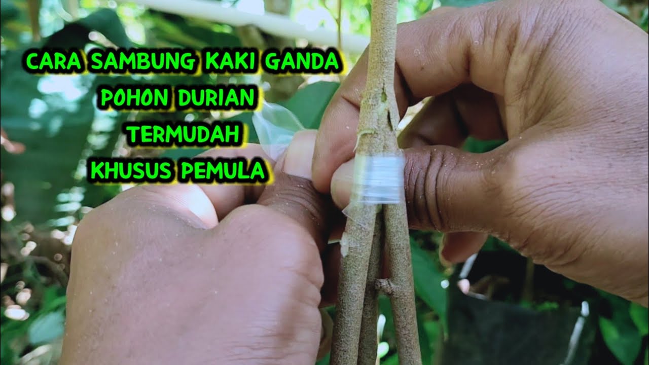 CARA SAMBUNG KAKI GANDA POHON DURIAN TERMUDAH KHUSUS PEMULA
