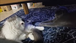 またヤラセ発覚！？ 仲悪いのは動画の為の演技だったのか！？