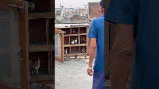 Kabhi apne itne discipline kabutar dekhe Hai #pigeon #kabutar #rohtak #delhi #mumbai #pune