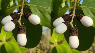 White biba tree 🌳 test || सफेद बिबा का पेड 🌳🌳टेस्ट🔥🔥 call me 📲:- 9022970356