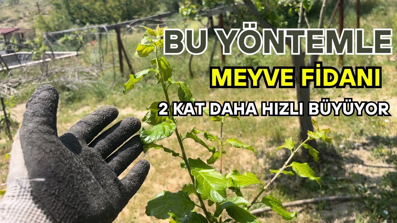 Az Su Kullan, Bol Meyve Al! Fidanlara Özel Malçlama Tekniği