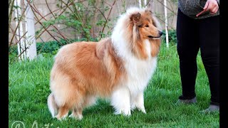 COLLIE rough sable dog MARVEL