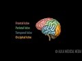 Brain Structure and Function: An Engaging Exploration of the Human Brain
