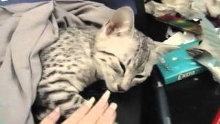 Egyptian Mau kitten mewing/talking back  Funny