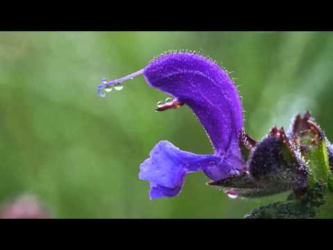 Video: Wachstumsbedingungen Für Salvia