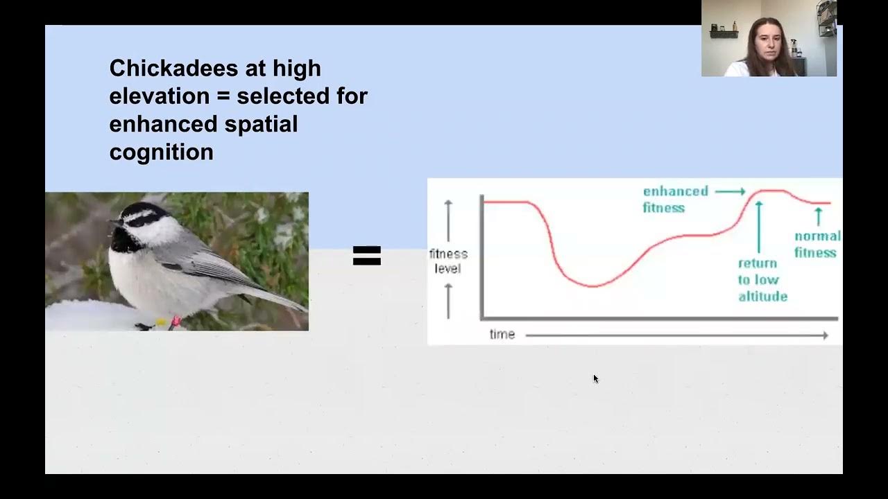 Natural Selection Adapts FoodCaching Mountain Chickadees Through