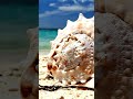 Can you hear the ocean in a seashell shorts  discoverscience scienceeducation earthscience