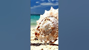 Can You Hear the Ocean in a Seashell? #shorts  #discoverscience #scienceeducation #earthscience