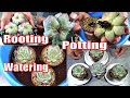 HOW TO: Root, Pot and Water NEW SUCCULENTS