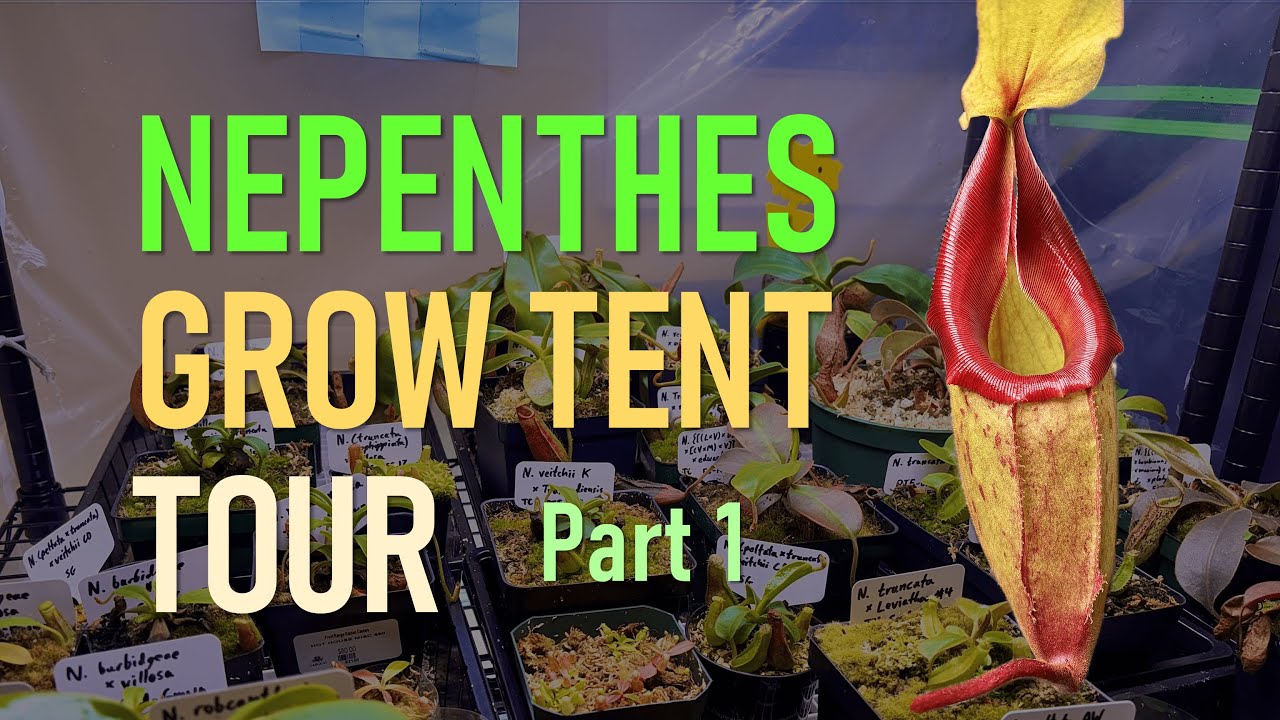 Nepenthes Grow Tent Tour Part 1 - March 2025