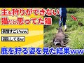 【2ch動物スレ】飼い主を「狩りができないデカい猫」だと思ってた猫→鹿を狩る瞬間を見た結果wwwww