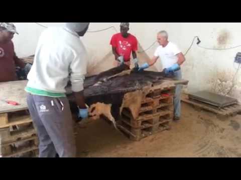 cow hides for sale brown wet and dry salted cow hides for sale how to buy cowhides youtube cow hides for sale brown wet and dry salted cow hides for sale how to buy cowhides youtube