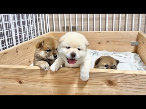 【柴犬 子犬】壁を越えようと一生懸命練習する生後26日目の子犬たちが可愛過ぎた