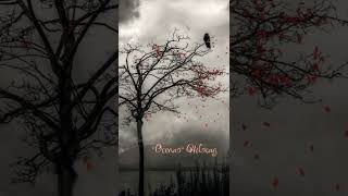 Hilsong "Oceans" - Billy Grimes