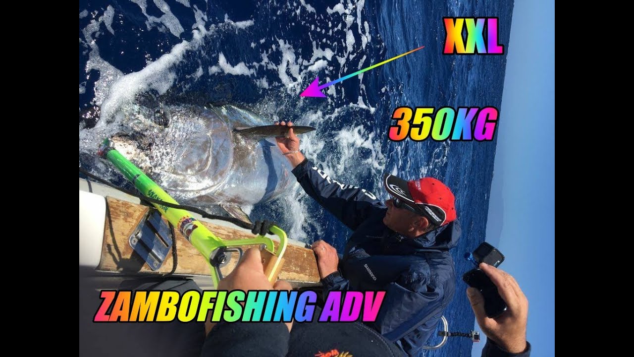 TONNI GIGANTI XXL BLUEFIN TUNA TENERIFE CON ZFA Zambofishing Adventure