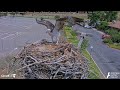 Midday Meal Delivery For Iris At the Hellgate Nest! | July 28, 2025