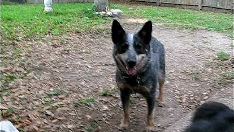 Filmed at "Dog Level" Liberty & Justice Blue Heeler Dogs Fetching Tennis Ball Part 4