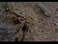 Scorpion Dance