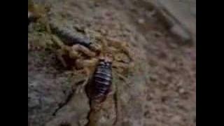 Scorpion Dance