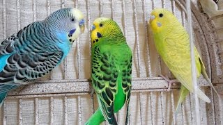 Nature sounds: Parakeets Singing, Talking, Chirping, kissing each o...