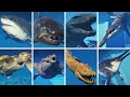 ALL AQUATIC CREATURES Jurassic World Evolution 2 mp3