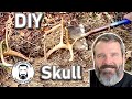 🔵 Clean a Deer Skull | Let nature do your work | How You Can Clean a Deer Skull Teach a Man to Fish