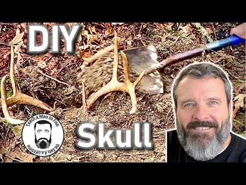 Clean Deer Skull | How to European Skull Mount Deer | Make a Nice Skull
