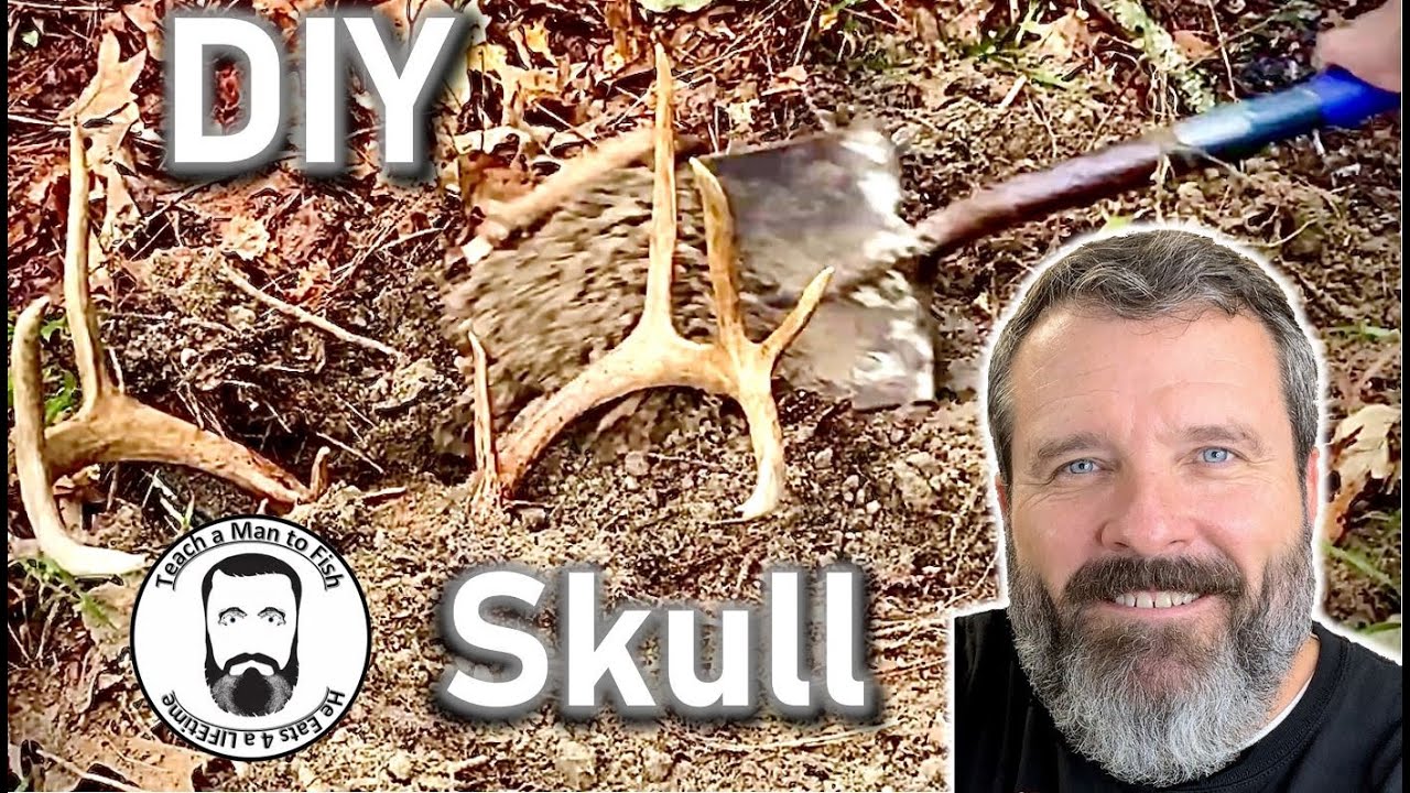 Clean Deer Skull | How To European Skull Mount Deer | Make A Nice Skull Mount L Teach A Man To Fish