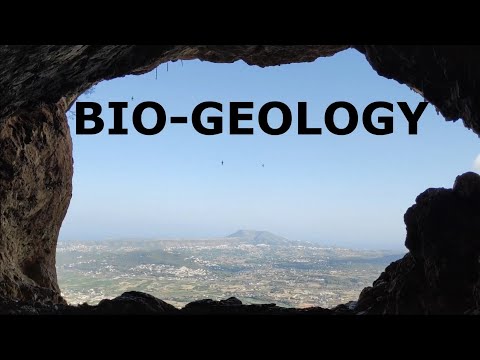 BIO-GEOLOGY 🐘 Petrified