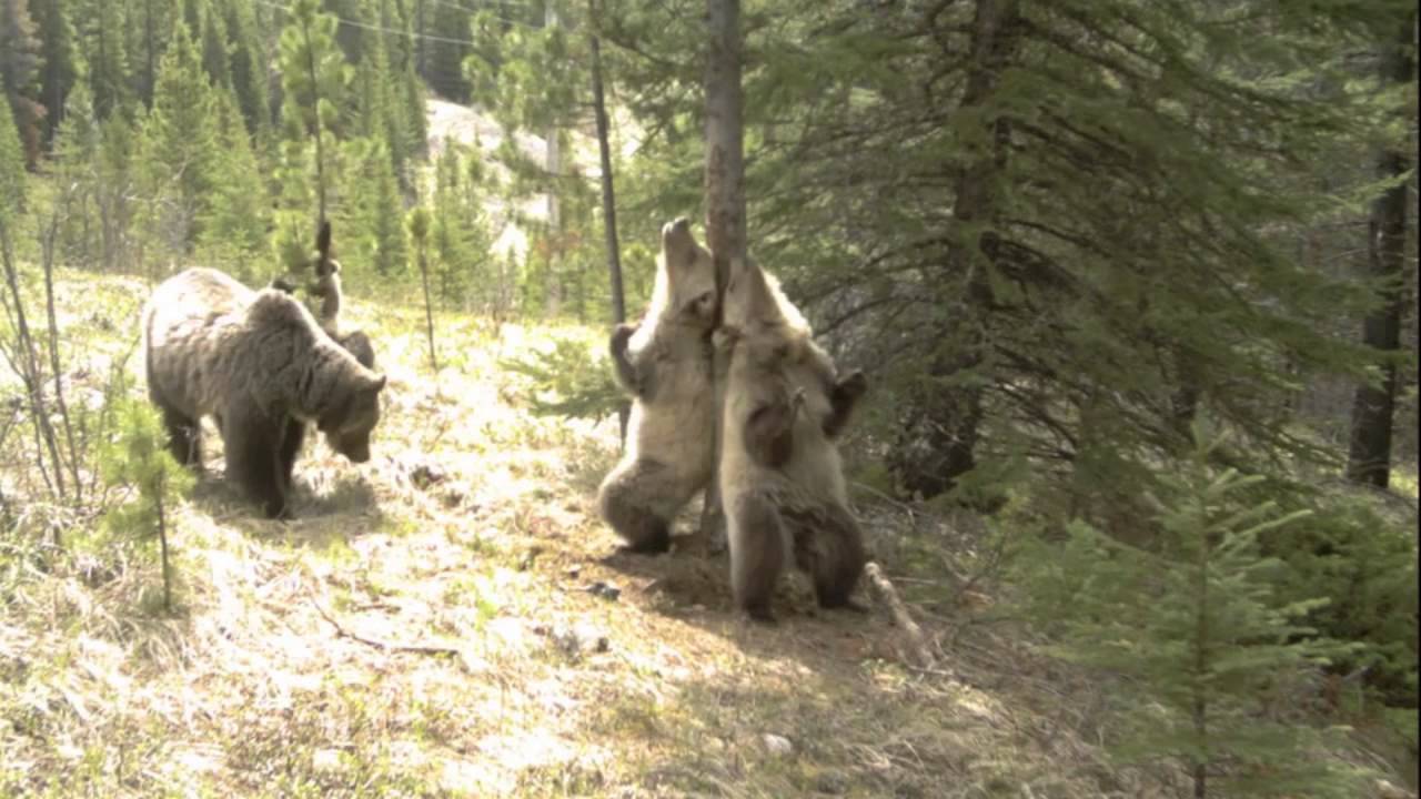Dancing Bear Full Movie