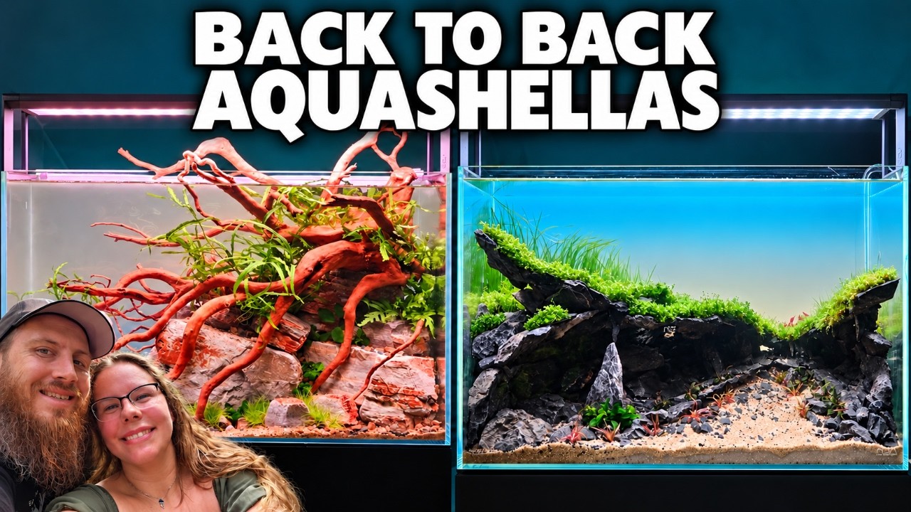 Back to Back Aquashellas