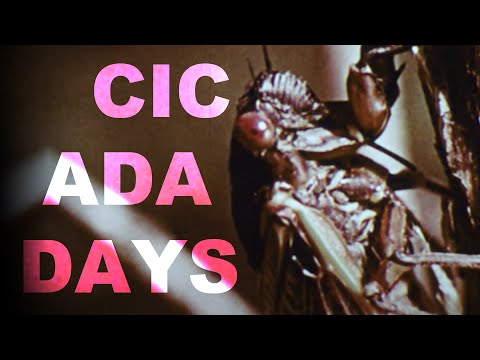 Will Wood - Cicada Days (Official Video)