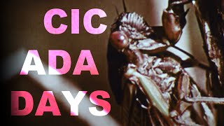 Watch Will Wood Cicada Days video