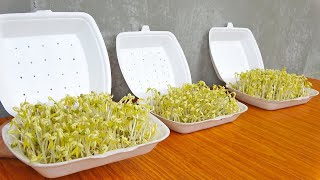 Easy idea, Using Styrofoam Box to Grow Bean Sprouts at Home for Beginners