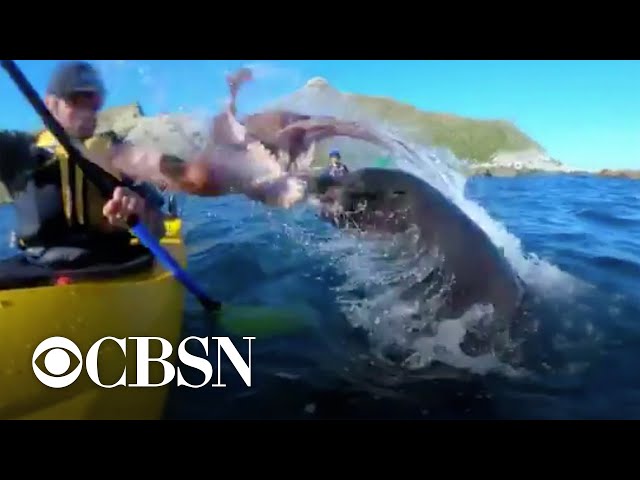 Seal slaps kayaker with octopus