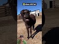 🤣This Animal Moment Will Make You Laugh 😂 #shorts