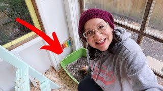How to Make a Dust Bath for Chickens!