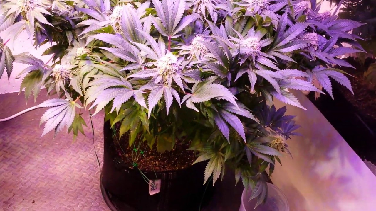 Payote Critical Week 5  - White Widow Auto Flower - April 7  Update