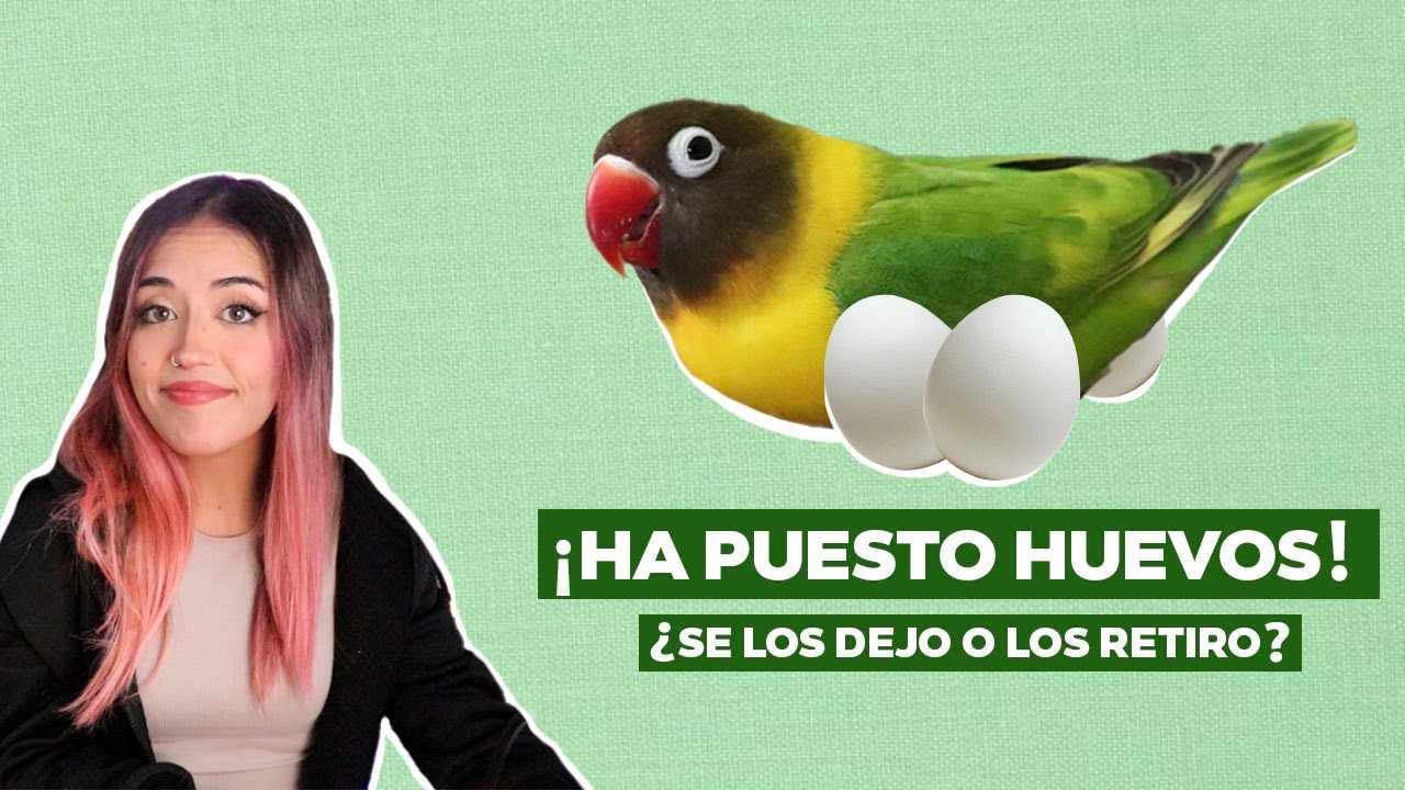 Mi Agapornis ha puesto un huevo ¿Qué hago? - YouTube