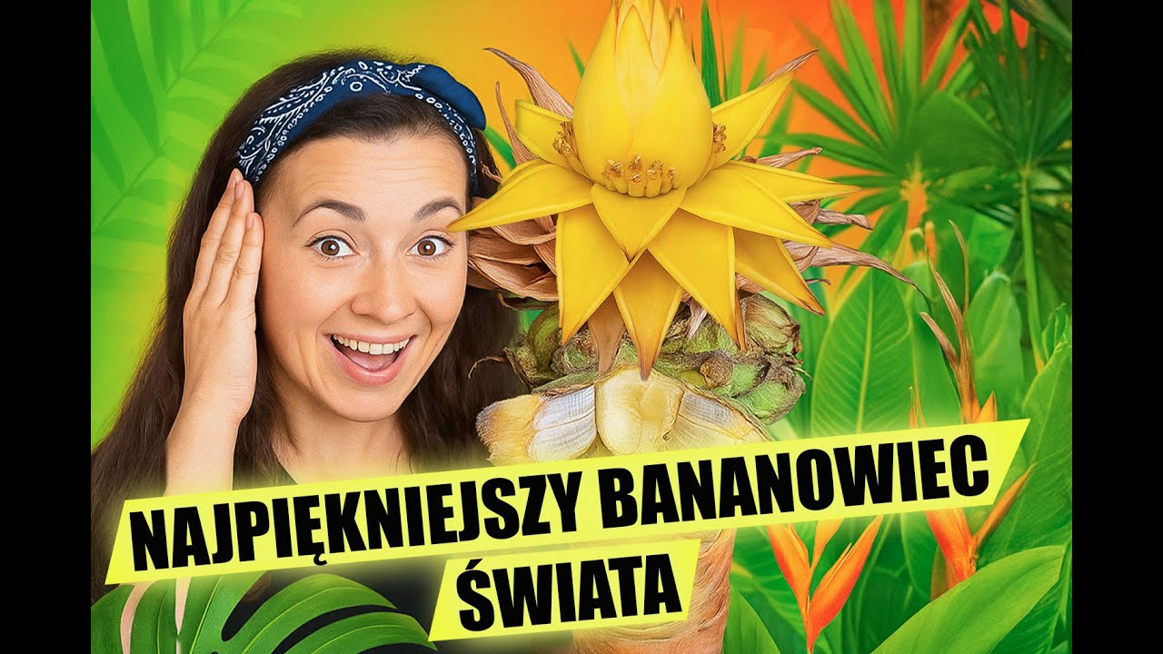 Kwitnie jak z bajki… i musisz ją mieć! Bananowiec Złoty Lotos. @egzotycznie