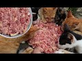 Many Cats eating raw chicken |  Kitten eating chicken | Cats eating raw chicken