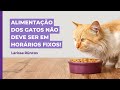 Como alimentar os gatos? Precisa ser sempre no mesmo horário?