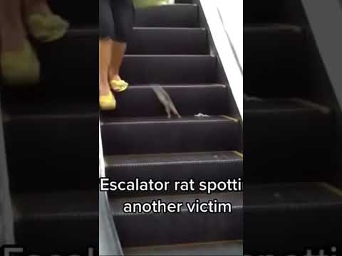 Escalator rat strikes