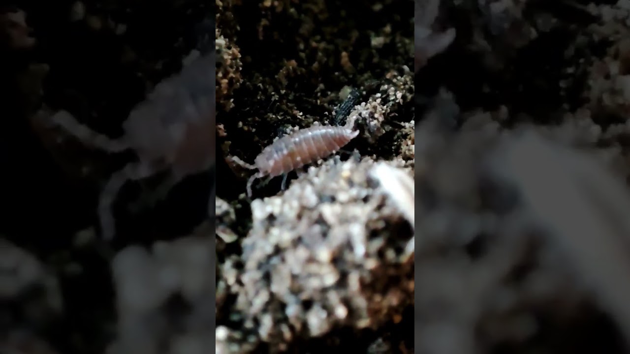 WOODLICE ARE AS BUSY AS THE ANTS