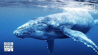 The Surprising Benefits of Whale Poo  Our Planet Earth | BBC America