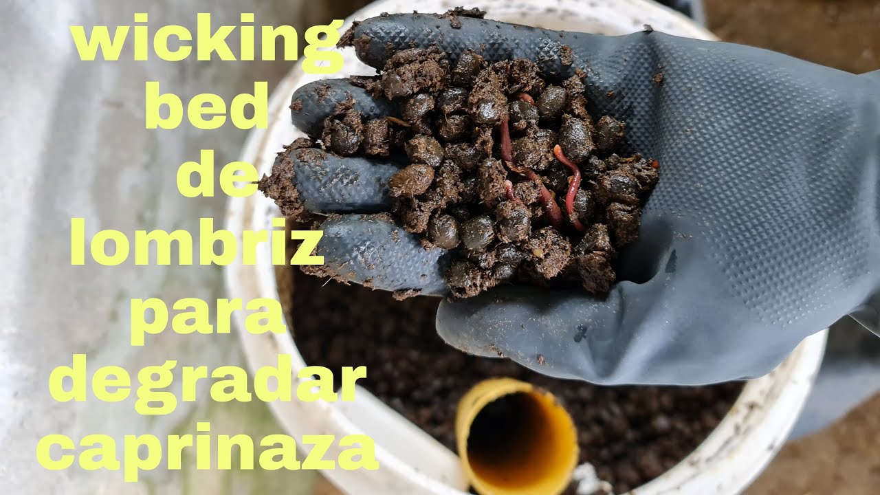 💕Wicking Bed o compostera con 🪱 lombriz roja usando caprinaza 🐑🐐