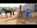 Mating Horses Arabian ___    تزاوج الخيول العربية من أجل التوالد