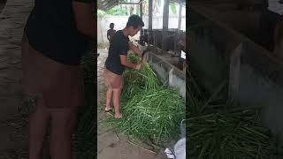 Praktek Magang Mahasiswa Unsoed Purwokerto. Fakultas Peternakan.