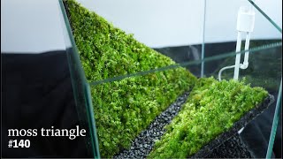 Creating the moss terrarium of the future - Moss triangl by 苔テラリウム専門-道草ちゃんねる‐ 18,046 views 6 months ago 8 minutes, 38 seconds