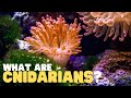 Cnidarians: Characteristics and Ecology